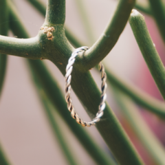 ANILLO ENTORCHADO en internet