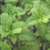 Hierbas y plantines