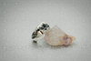 Anillo Venus