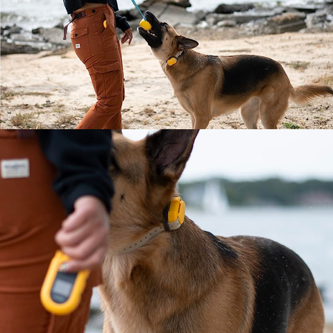 Dogtra CUE E-Collar Cores Amarelo e Preto Sistema de Treinamento Eletrônico à prova d'água para cães pequenos, médios e grandes 2 Cães na internet