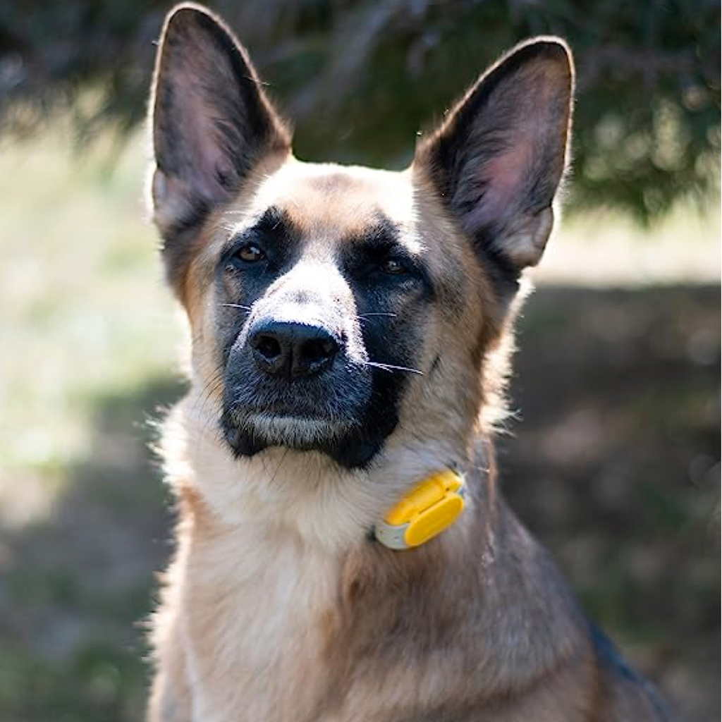 Dogtra CUE E-Collar Cores Amarelo e Preto Sistema de Treinamento Eletrônico à prova d'água para cães pequenos, médios e grandes 2 Cães - loja online