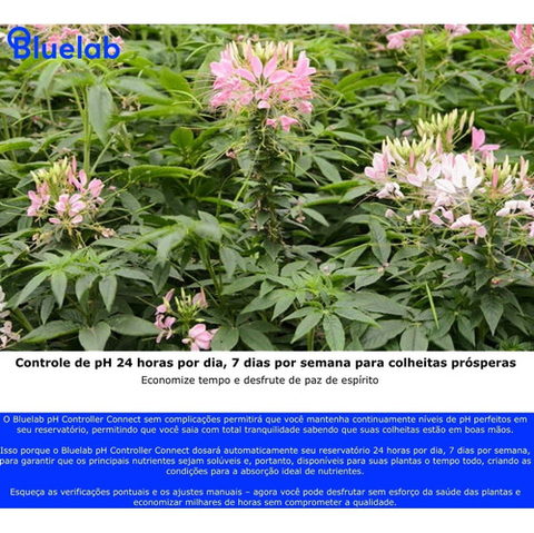 Bluelab CONTPH pH | Controle | Monitoramento | e Dosagem | para Sistemas Hidropônicos | Automatize o controle de pH | para Reservatórios de até 760 litros - Loja do Jangão - InterBros