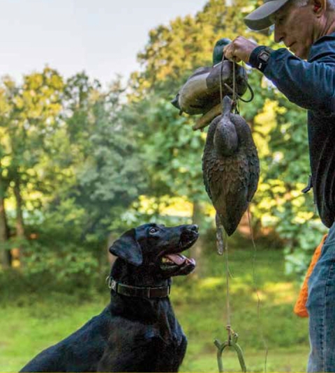 Dogtra YS600 No Bark E-Collar | Coleira Eletrônica Anti Latido | Cães acima de 15 Kgs | Sensor de Reconhecimento de Latido | Correção Automática por Vibração ou Estática | A Prova D' Água - loja online