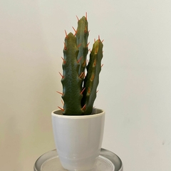 CACTUS MEDIANO - comprar online