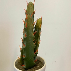 CACTUS MEDIANO en internet
