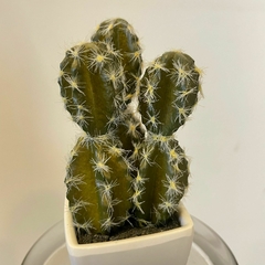 CACTUS CHICO en internet