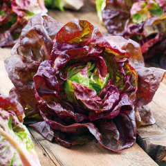 LECHUGA MORADA