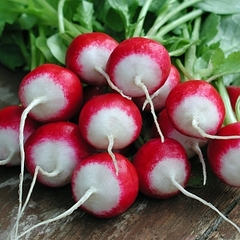 RABANITO