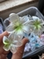 piranha de flor verde - comprar online