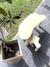 Ratona W - comprar online
