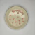MDF Redondo - buy online