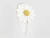 Tiara Susi - loja online