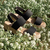 Sandalia Bandhel Texa Negro - comprar online