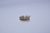 Piercing fake com brinco pedraria 796 na internet