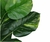 PLANTA 24 HOJAS LISAS 80CM 819600 - comprar online