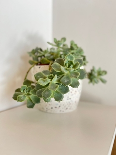Maceta Mediana Terrazo