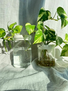 Hidroterrario - comprar online