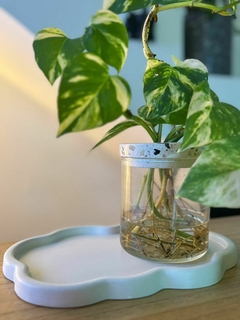 Hidroterrario - tienda online