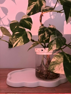 Imagen de Hidroterrario