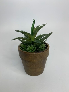 Plantin Suculenta en internet