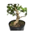 Pré Bonsai de Guajuvira - 8 anos - comprar online