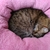 DONUTS PARA GATOS - Mishi Pets