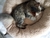 MOISES MISHI - CORDERITO PREMIUM - Mishi Pets