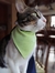 Bandanas con tiras