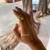 Anillo ola dorada acero inoxidable en internet