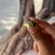 Anillo yin y yang verde en internet
