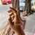 Anillo chunky con textura dorado acero inoxidable - comprar en línea