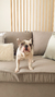 Pillow Moroni Rayado