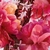DIOR MISS DIOR PARFUM - Perfumería Estrella