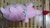Elefante Love Rosa peluche 38 cm en internet