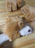 Pulsera peluche Capybara con luz y sonido multiples usos - comprar online