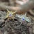 Anillo Estrella Lucero Boreal en 925 u Baño Oro 18k y con Zirconia Cúbica - comprar online