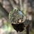 Imagen de Anillo de Sello Tetragramaton con Espadas