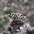 Anillo Celta Triquetas Corazón Alpaca / Bronce y Ziconía Cúbica en internet