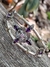 Pulsera Esclava Nudo de Bruja Reina Navet (min 2u)*