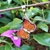 Dije Mariposa en Acero Quirúrgico (Moncarca y Tecnicolor 7 Chakras) - comprar online