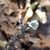 Anillo Colibrí en Plata 925 con Zirconía Cúbica Pera en internet