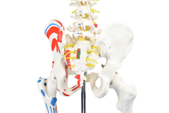 SD-5001/B - ESQUELETO HUMANO PADRÃO DE 1.70 CM C/, ORIGENS E INSERÇÕES MUSCULARES E HASTE C/ SUPORTE E RODAS - Mix Anatomy - Simuladores e Modelos Anatômicos
