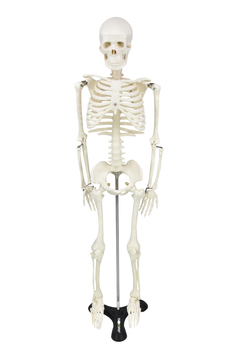 SD-5002 - ESQUELETO HUMANO 85 CM DE ALTURA C/ SUPORTE