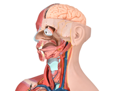 SD-5022/C - TORSO BISSEXUAL MUSCULAR LUXO DE 85 CM C/ ÓRGÃOS INTERNOS EM 32 PARTES - loja online