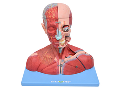 SD-5025/B - MUSCULATURA DA CABEÇA, PESCOÇO E PARTE DO TRONCO EM 19 PARTES