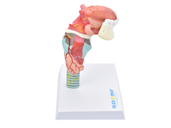 SD-5041/D - LARINGE HUMANA C/ LÍNGUA E MANDÍBULA EM 5 PARTES - comprar online