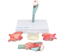 SD-5041/D - LARINGE HUMANA C/ LÍNGUA E MANDÍBULA EM 5 PARTES - Mix Anatomy - Simuladores e Modelos Anatômicos
