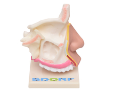 SD-5042 - CAVIDADE NASAL - comprar online