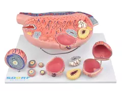 SD-5083 - DESENVOLVIMENTO FOLICULAR NO OVÁRIO EM 13 PARTES - comprar online