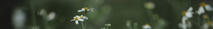 Banner da categoria AROMAS E INCENSOS